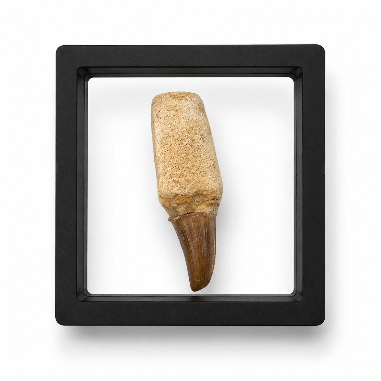 Authentic Mosasaur Tooth (Broken)