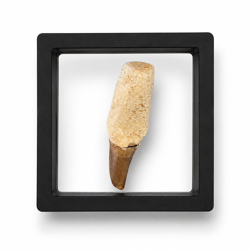 Authentic Mosasaur Tooth (Broken)