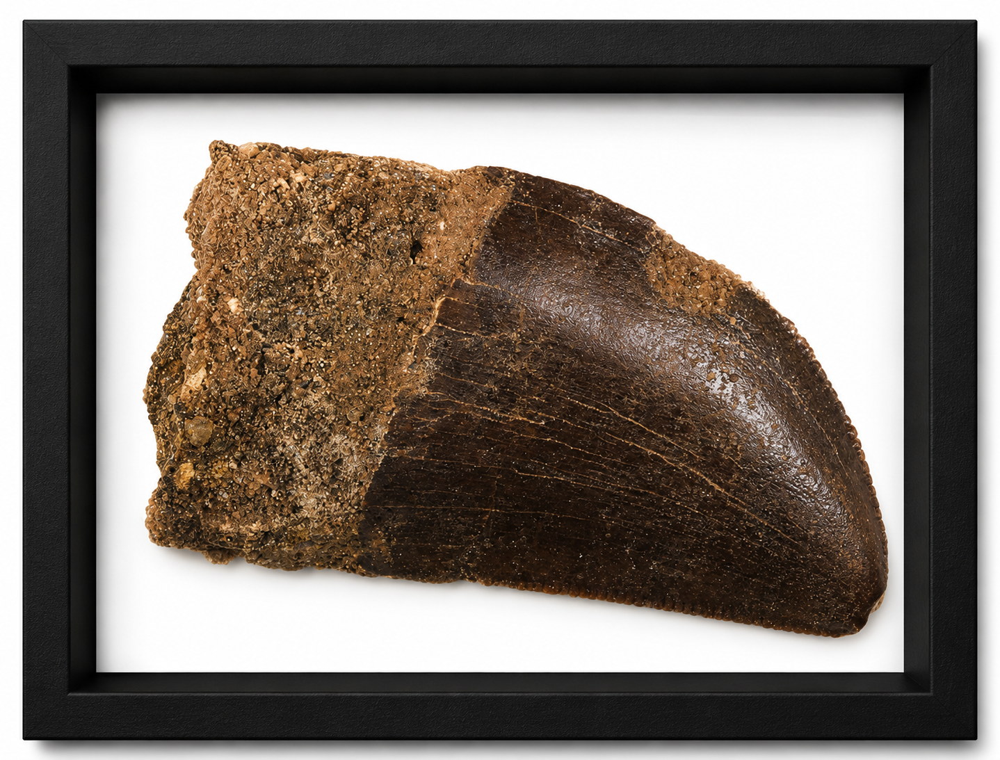 Carcharodontosaurus Tooth With Serrations (1 1/2")
