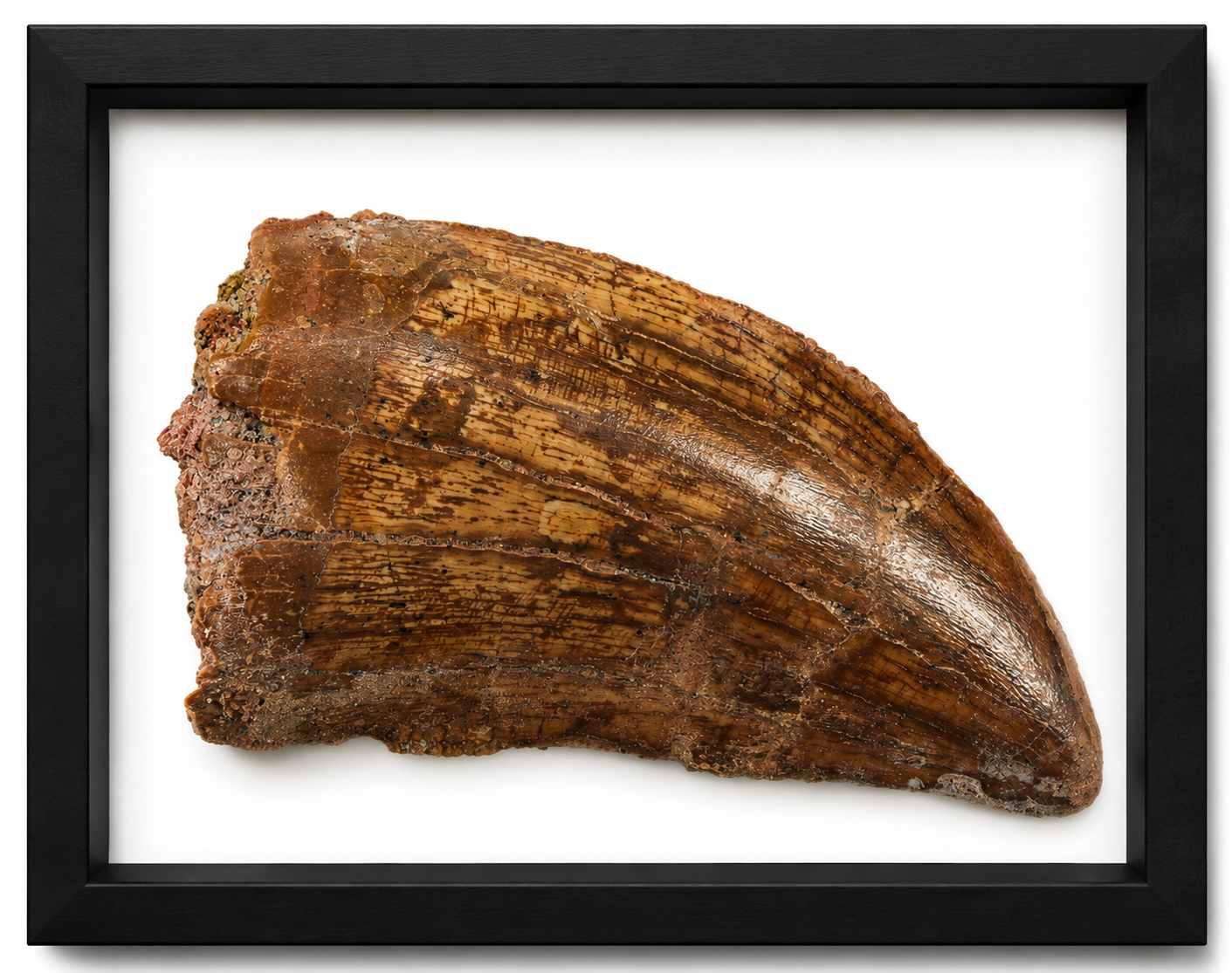 Carcharodontosaurus Tooth With Serrations (1 1/2")