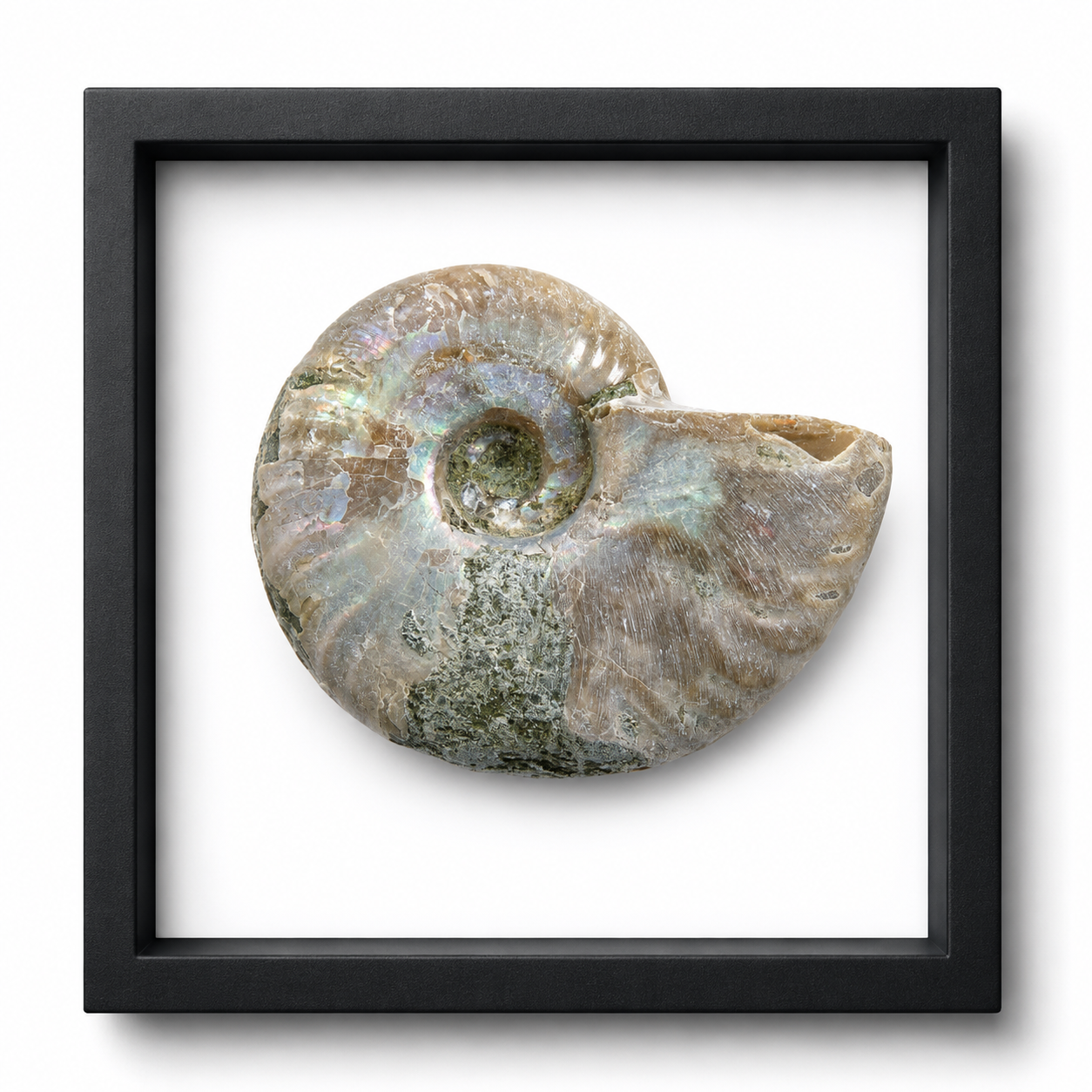 Silver Iridescent Ammonite (3/4")