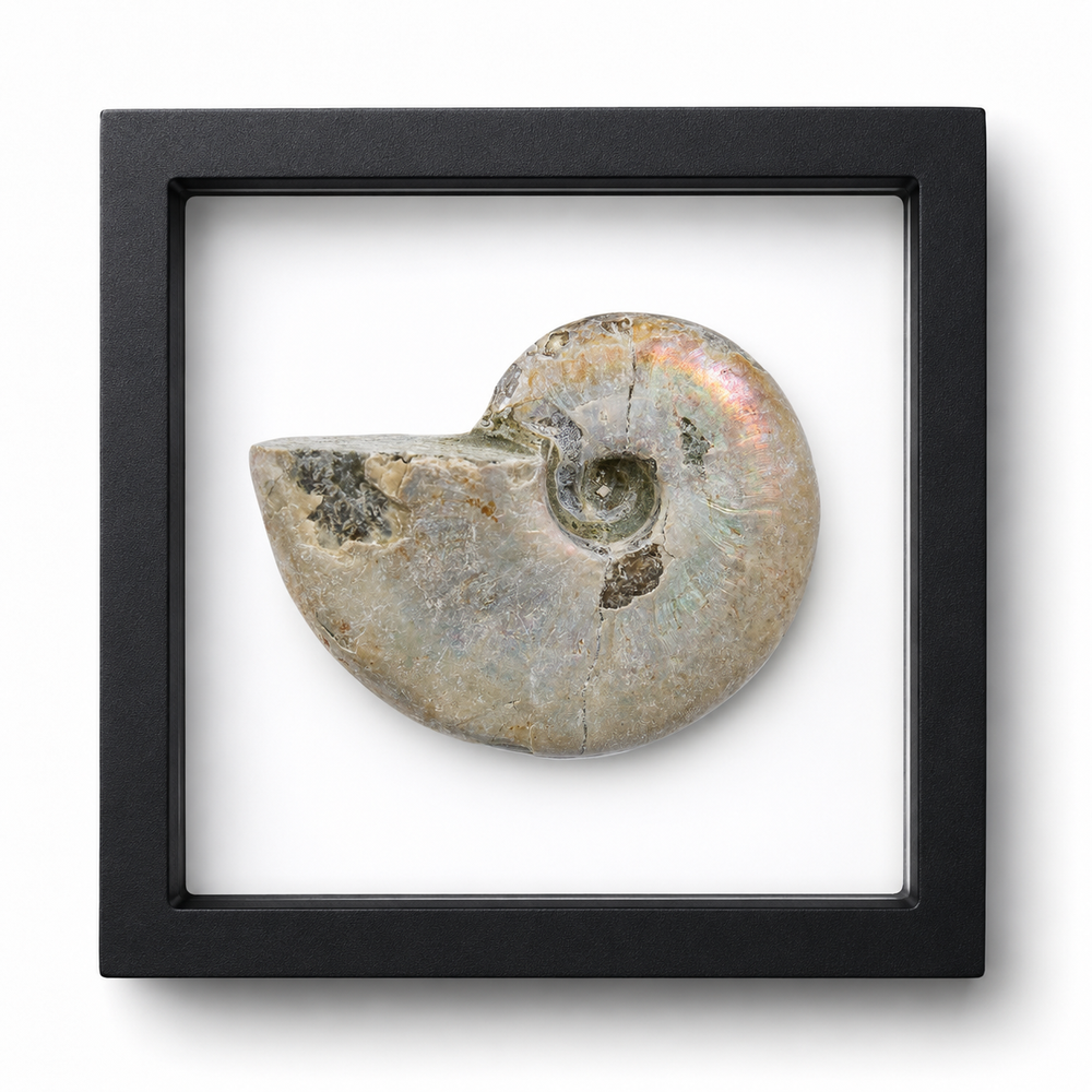 Silver Iridescent Ammonite (3/4")