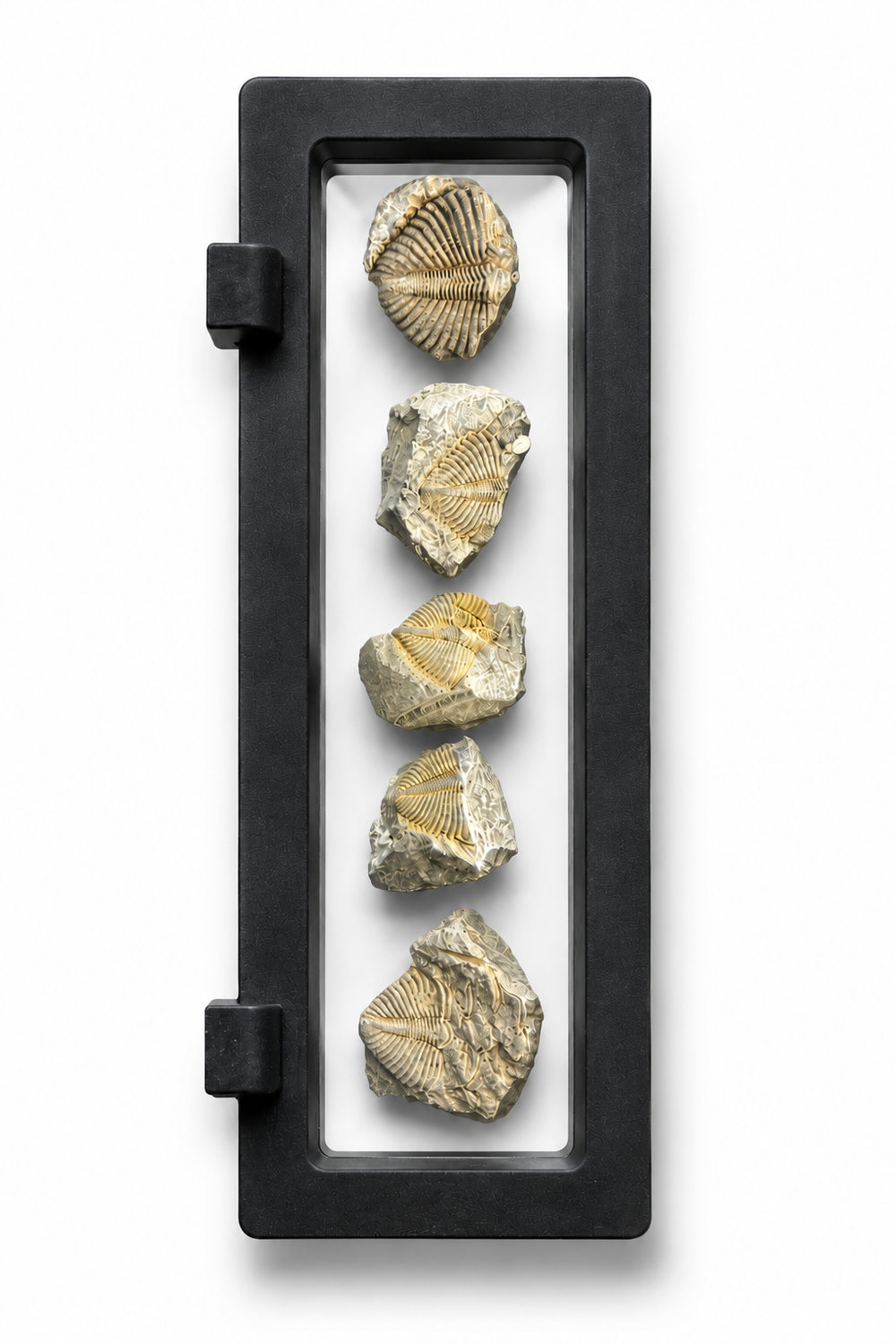 Authentic Trilobite