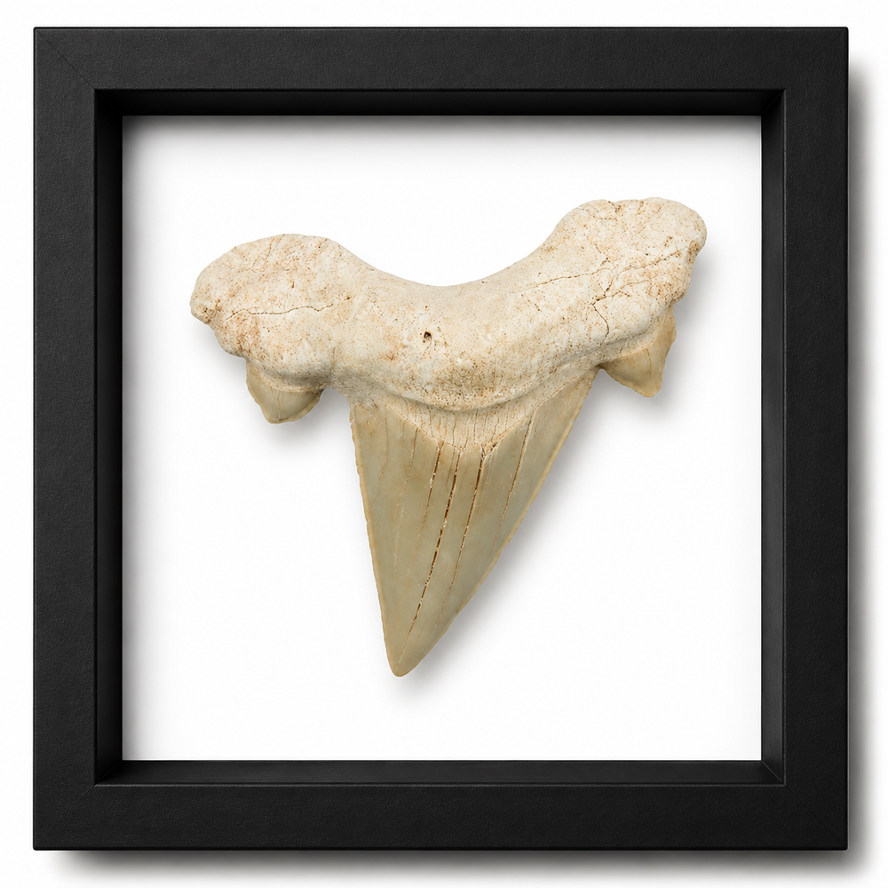 Fossil Otodus Shark Teeth (2")
