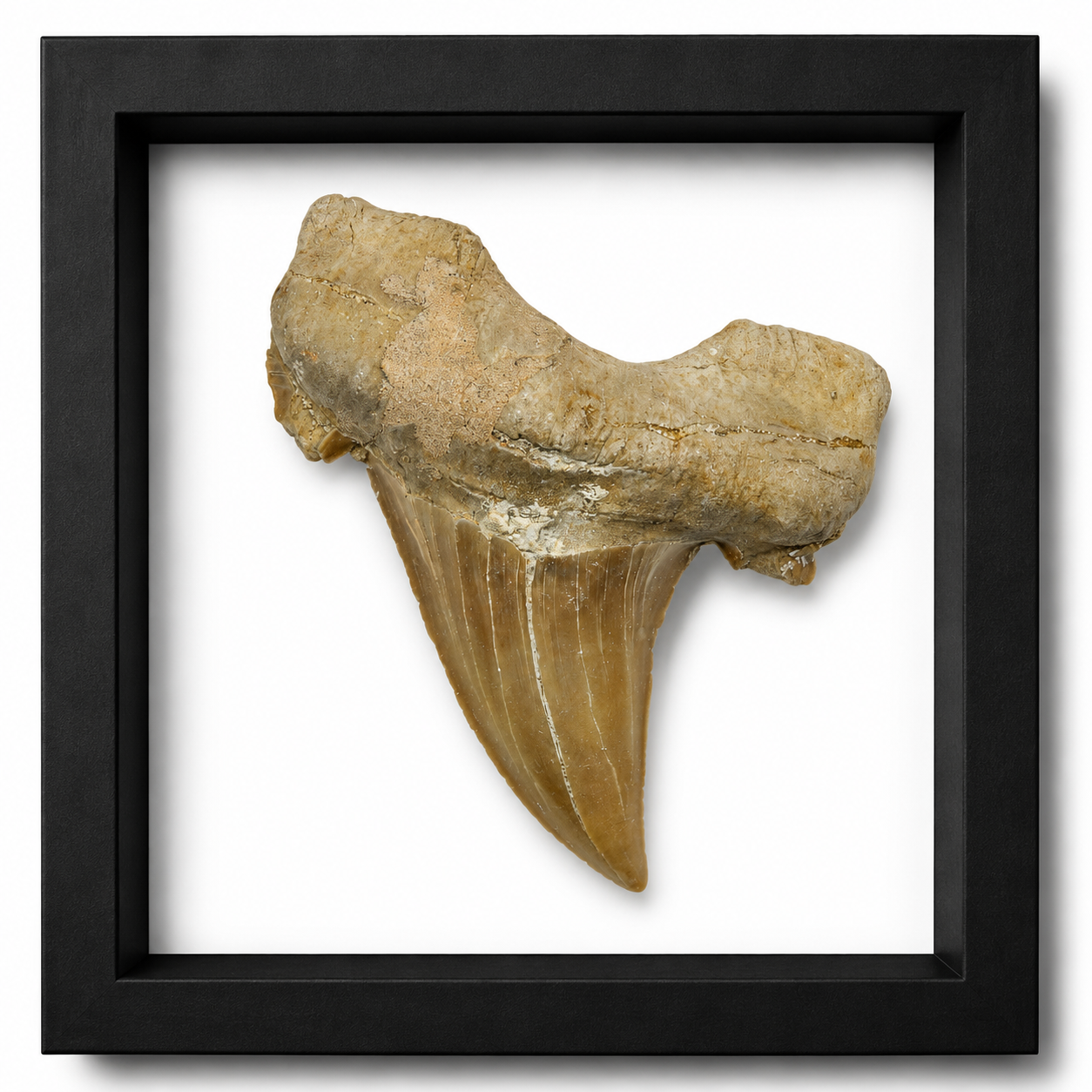 Fossil Otodus Shark Teeth (2")