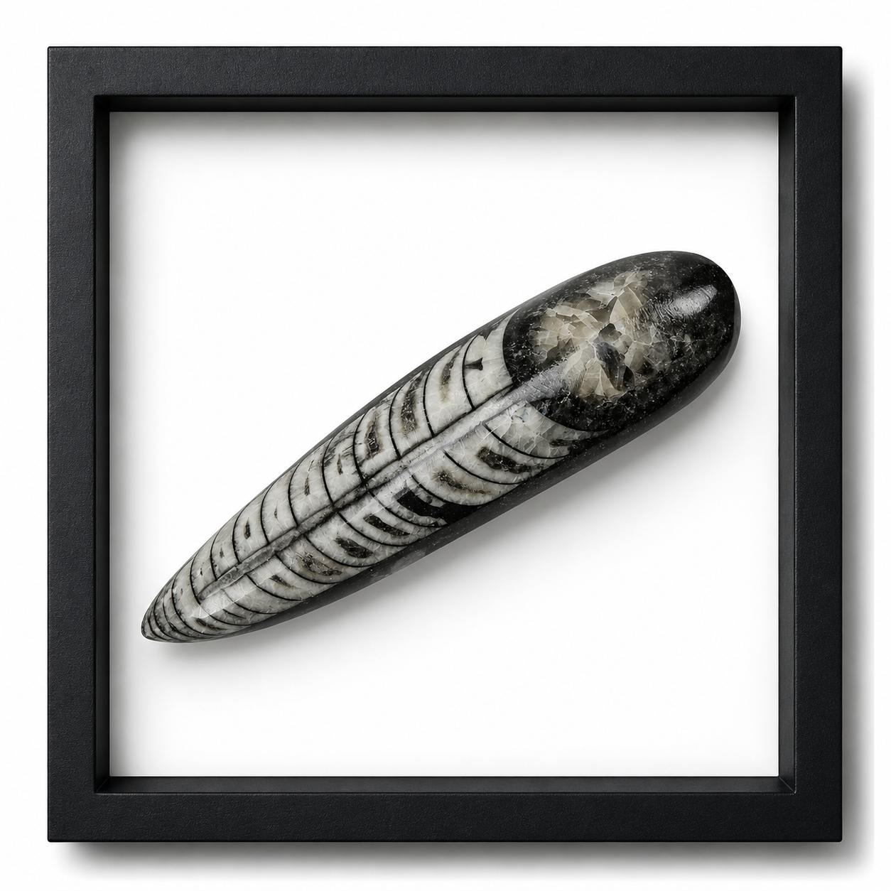 Polished Orthoceras Fossils (3-4")