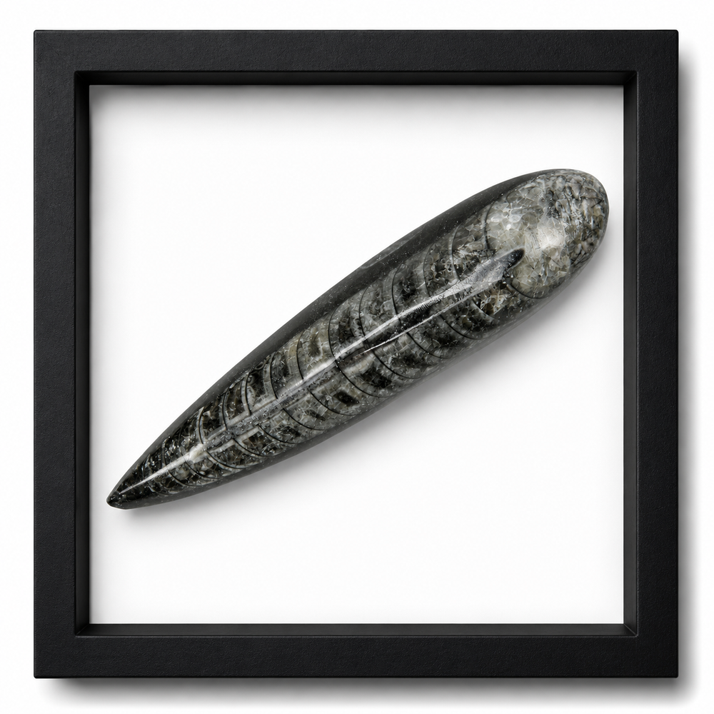 Polished Orthoceras Fossils (3-4")