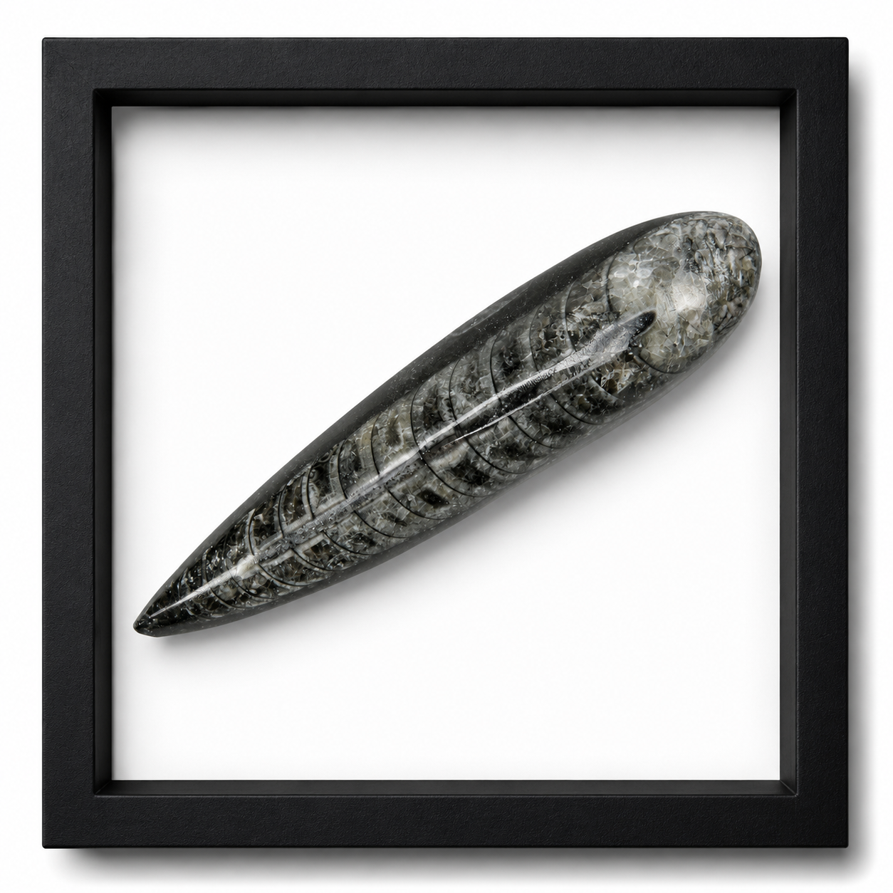 Polished Orthoceras Fossils (3-4")