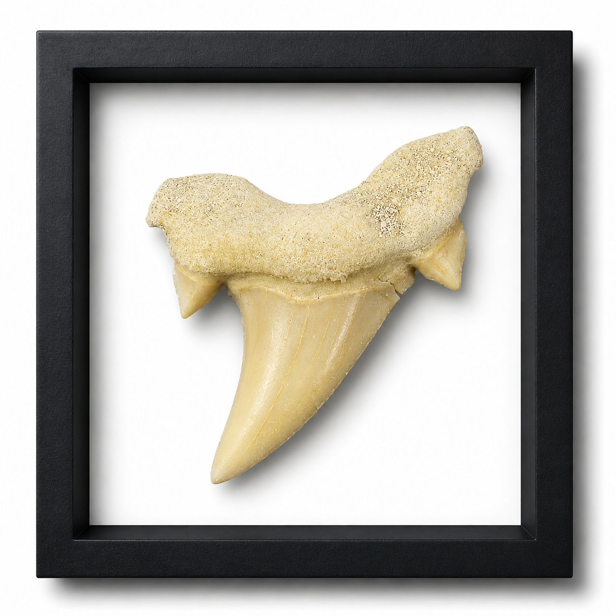 Fossil Otodus Shark Teeth (1")