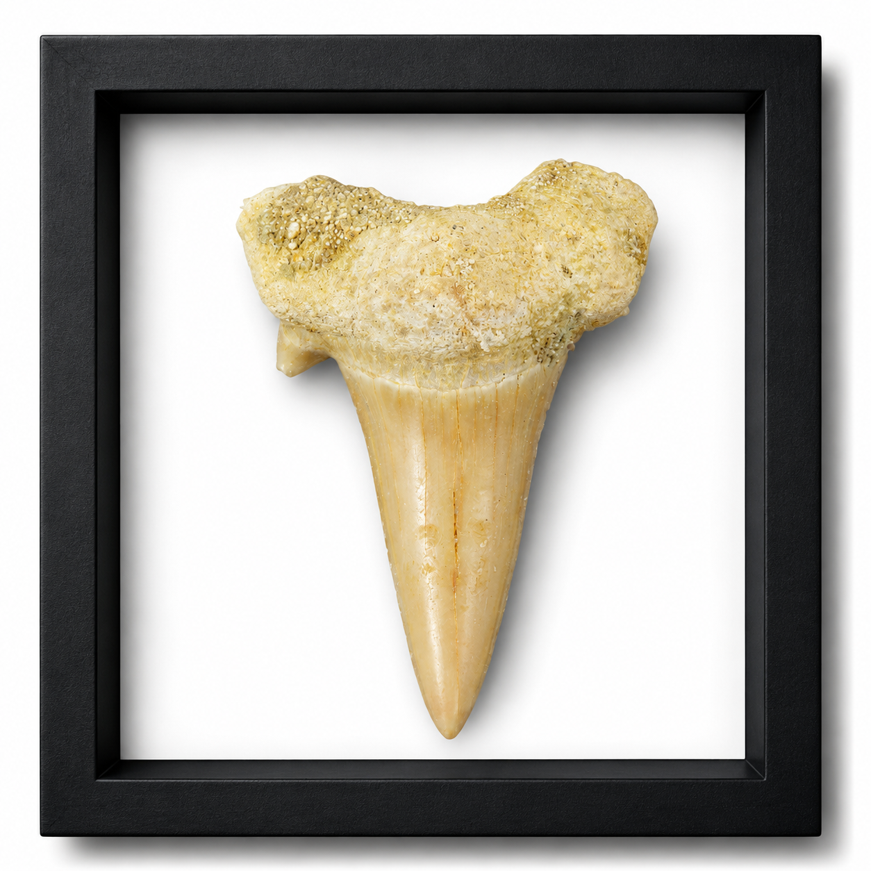 Fossil Otodus Shark Teeth (1")