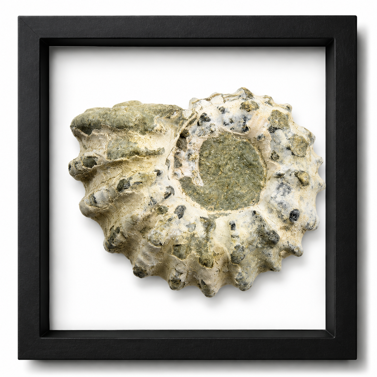 Tractor Ammonite (1 1/2")