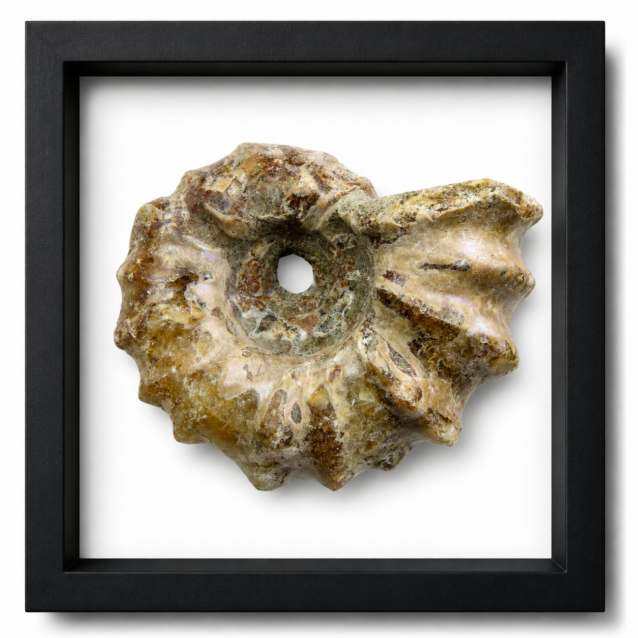 Tractor Ammonite (1 1/2")