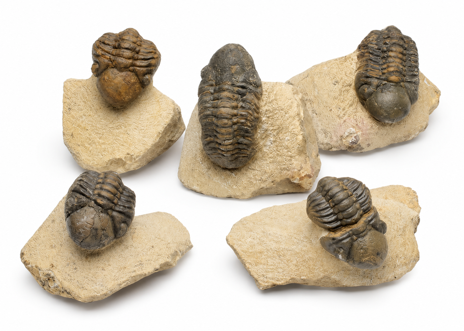 Bargain Reedops Trilobite (2-3")