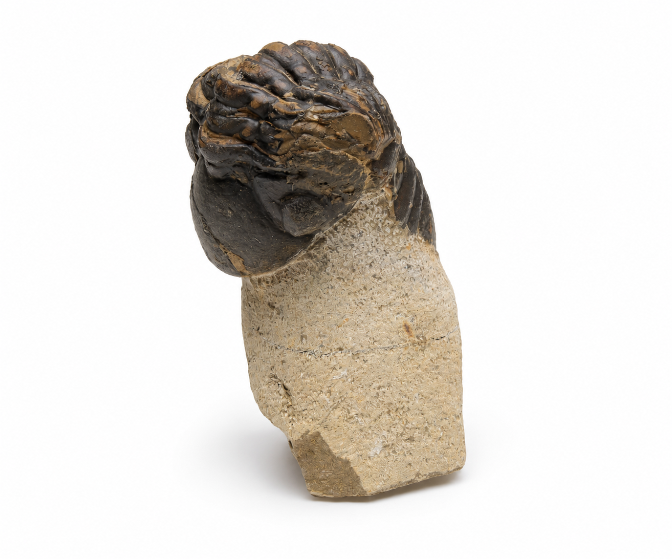 Bargain Reedops Trilobite (2-3")