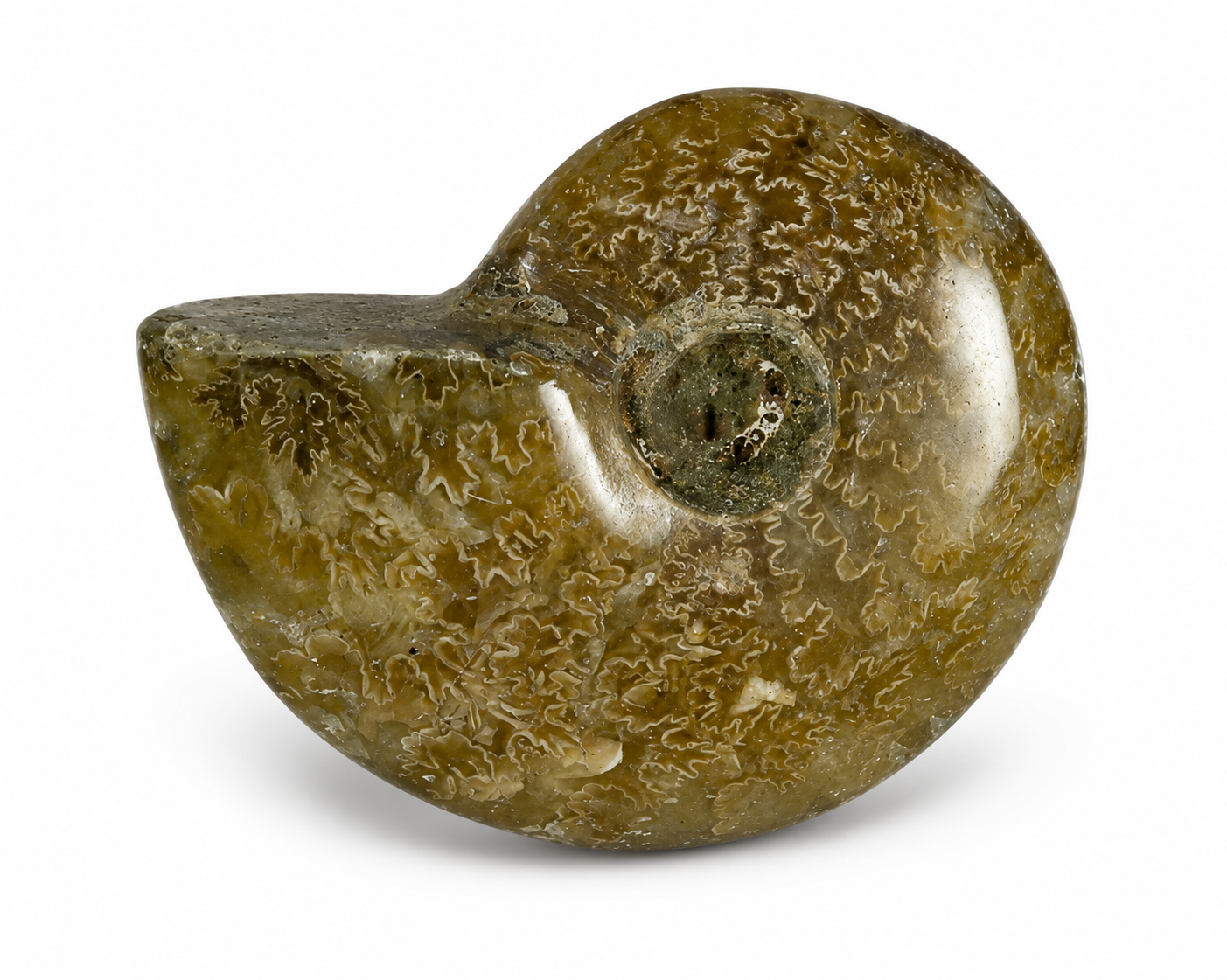 Polished Ammonite (1 1/4-1 3/4")