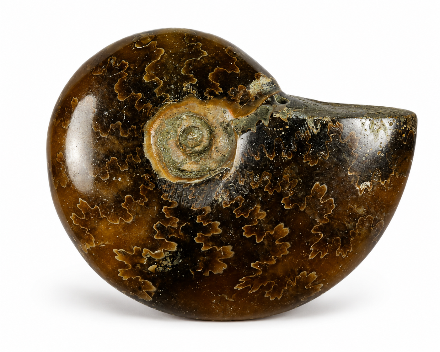 Polished Ammonite (1 1/4-1 3/4")